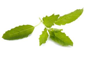 Fresh basil leaf isolated on a white background photo
