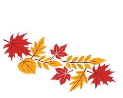 Autumnal Leaves Arrangement in Red and Yellow on White Background vector