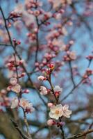 Pink flowers of apricot tree in sunset rays. Branches of apricot tree with blossoms.. photo