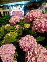 Lush pink hydrangea flowers in full bloom captured under warm evening light. The vibrant petals and healthy green leaves create a striking contrast against the dark background. photo