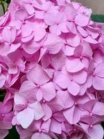 Macro shot of hydrangea petals showing fine texture and delicate veins. The overlapping soft pink blossoms reveal the intricate structure of the flower up close. photo