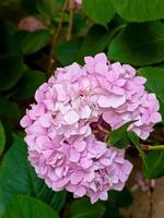 Close-up of a soft pink hydrangea bloom nestled in vivid green foliage. The delicate petals and natural setting emphasize the flowers gentle charm and subtle texture photo