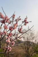 Pink flowers of apricot tree in sunset rays... Branches of apricot tree with blossoms photo