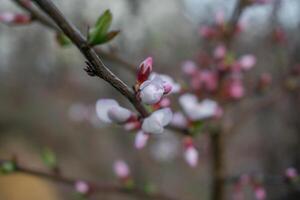 Pink flowers of apricot tree in sunset rays.. Branches of apricot tree with blossoms photo