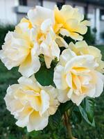 A cluster of pale yellow roses in various stages of bloom. Their creamy petals with hints of gold and gentle curves evoke elegance and timeless beauty in a garden setting. photo