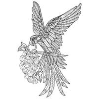 Bird and grapes hand drawn for adult coloring book vector