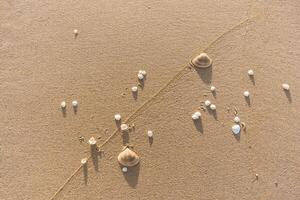 Sandy Background with Scattered Shells photo
