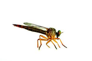 Closeup view of small Crane fly or Mosquito hawks or Mosquito eater. photo