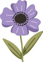 Purple anemone flower with green leaves, isolated on white background vector