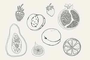 Sketch set fruits, hand-drawn tropical fruits and berries. Sweet fresh sliced kiwi, peach and pomegranate, cute cherry and strawberry. Pear with leaves. Coconut slice and half figs. vector