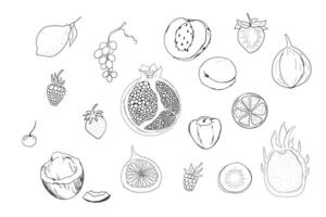 Sketch set fruits, hand drawn tropical fruits and berries. Sweet fresh sliced kiwi, peach and pomegranate, cute cherry and strawberry. Pear with leaves. Coconut sliced and half figs. vector