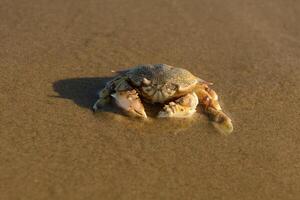 Close-up of a crab on the beach sand photo