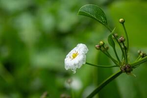 Texas Mud Baby flower with raindrops on them in beautiful nature photo