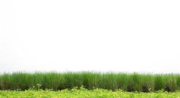 Green grass planted in rows on white background photo