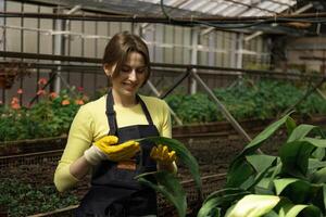Young gardener touches the leaf surface, checking for pests or dryness. photo