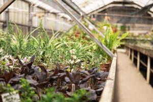 Multiple plant pots placed in structured formation under controlled greenhouse conditions. photo