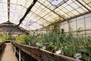 Organized plant rows show healthy development in a controlled environment. photo
