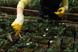 Close-up of gloved hands adjusting soil in a plant pot during greenhouse work. photo