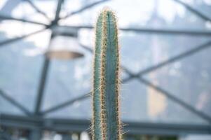 Pilosocereus pachycladus cactus growing in garden. photo