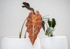 An Alocasia amazonica Polly plants with leaf blight disease. Yellowing foliage is one of the most common signs of this issue such as overwatered. photo