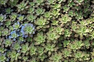 Close up of Crassulaceae succulent plants growing in the garden. The Crassulaceae also known as the stonecrop family. photo