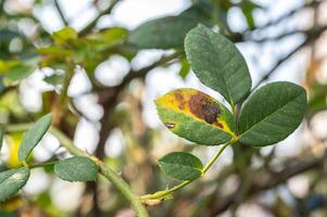 Close up of Black spot occurs on yellow rose leaves. photo