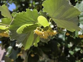Linden tree blossoms in summer sunlight for nature and botanical studies photo