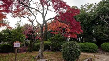 Time-lapse of foliage transformation in a serene garden video