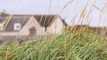 Grass swaying in front of Scottish houses video