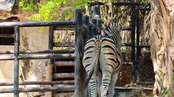 Zebra standing near a fenced enclosure video