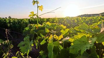 Grape vines basking in the evening sun video