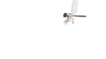 An educational animation illustrating dragonfly anatomy with labeled parts, showcasing detailed transitions and clear visual elements video