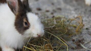 A rabbit nibbles on hay in a natural setting. video