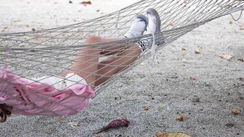A woman in a pink dress relaxes on a hammock, gently swaying in a serene outdoor setting in Phuket video