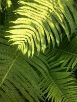 Fern leaves bathed in sunlight. Green leaves full frame background. photo
