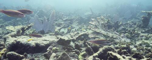 Underwater coral reef scene with diverse marine life. photo