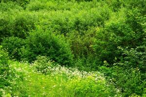 green summer forest and glade with wild flowers and grasses photo