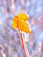 Orange dry leaf growing on branch covered with ice on a sunny winter day in russia. Background with copy space photo