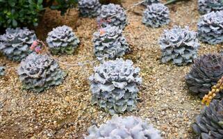Echeveria shaviana with ruffled silvery leaves grows in sandy soil, forming a delicate and ornamental rosette in a desert garden setting. photo