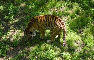 Amur tiger sniffs grass in a sunlit clearing, exploring its territory in Primorsky Krai. Majestic and elusive symbol of the Russian wilderness. photo