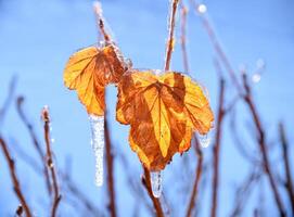 dry leaf growing on a branch covered with ice photo