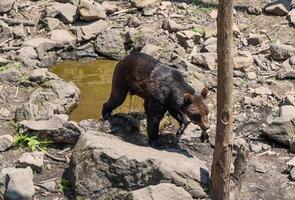 Kamchatka brown bear walking near a small pond on a hot summer day in Primorsky Krai, surrounded by rocks and dry ground under the blazing sun. photo