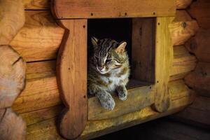 Amur wild cat resting in a wooden shelter in the Russian Far East. This rare feline is native to forested regions of Primorsky Krai, calm and alert. photo