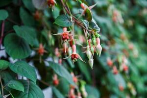 Close-up of delicate pink and red Fuchsia flowers hanging among green leaves, creating a vibrant and natural floral background. photo