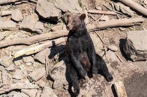Wet Kamchatka brown bear sits comfortably among rocks and logs, blending with the natural forest environment and enjoying the muddy ground. photo