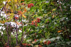 Viburnum sargentii, known as Sargent's viburnum, displays vibrant red berries and striking red foliage in autumn, enhancing the fall landscape photo