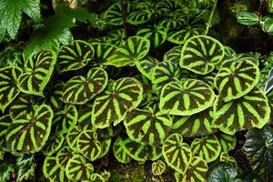 Close-up of Begonia masoniana, also called iron cross begonia, with striking green leaves marked by dark brown cross-like patterns, growing in dense foliage. photo