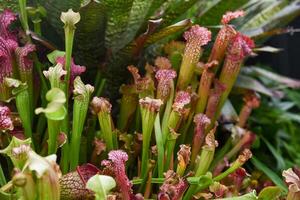 Close-up of colorful Sarracenia pitcher plants with vibrant tubular leaves in green and red tones. Exotic carnivorous plants creating a bold natural background. photo