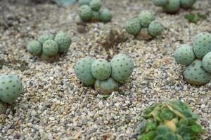 Close-up of Tephrocactus geometricus growing in rocky soil, showing bluish green spherical stems and geometric texture in a desert garden setting. photo