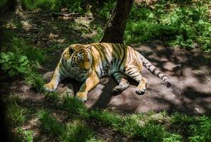 Amur tiger male rests on shaded forest ground in Primorsky Krai, Russia. Rare predator enjoying calm moment in natural habitat under summer light. photo